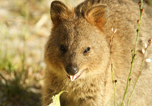 Cheeky Little One