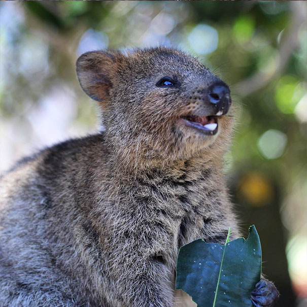 One Of The Sweetest Australian Animals