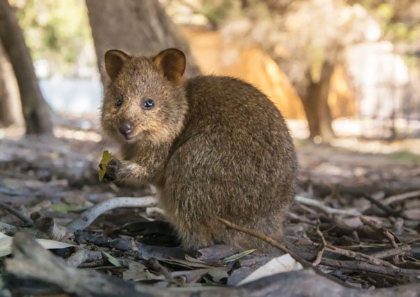 Baby Quokka