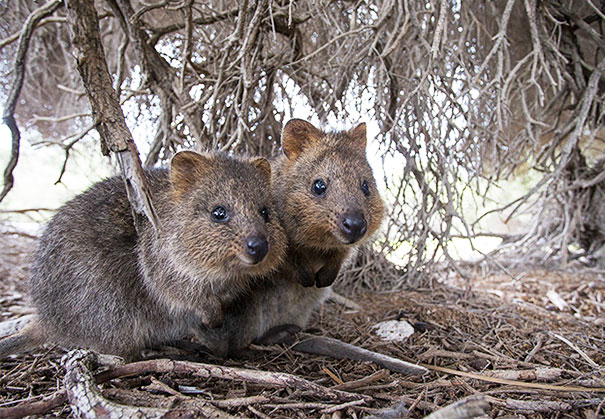 What’s Cuter Than A Quokka? Perhaps Two Quokkas!