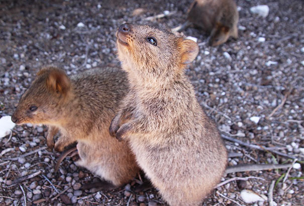 Lovely Quokka