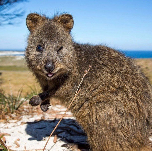 Smiling quokka with a scenic background, showcasing its cheerful nature.