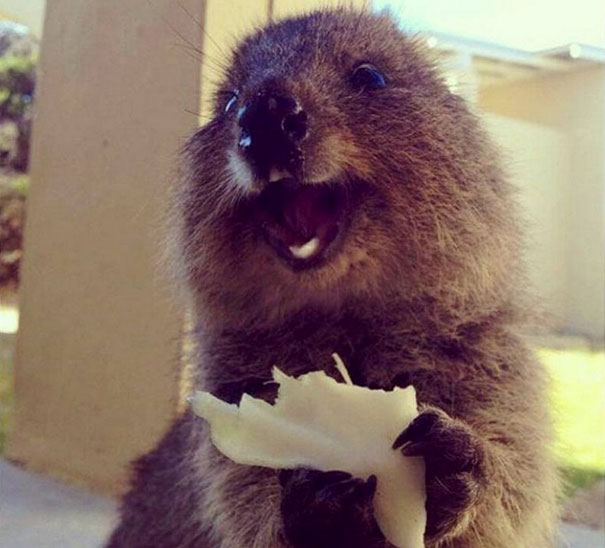 Quokka smiling while holding food, showcasing its status as one of the happiest animals.