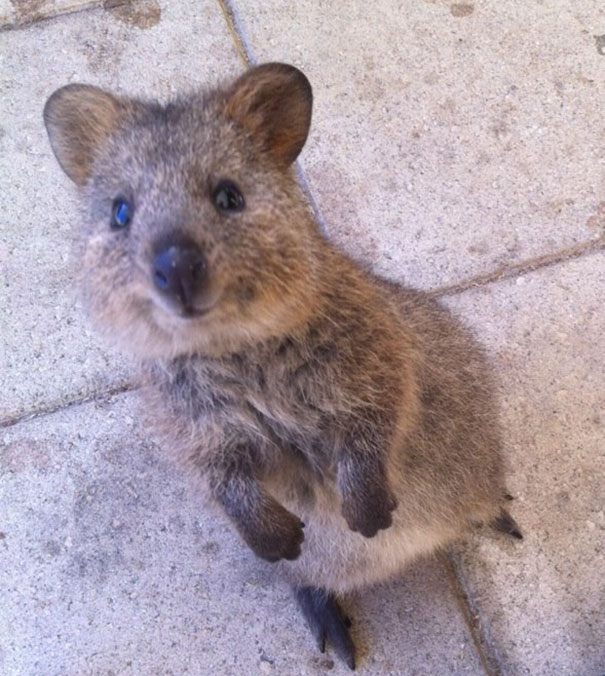 A quokka with a smile standing on a sandy path, showcasing its reputation as one of the happiest animals in the world.