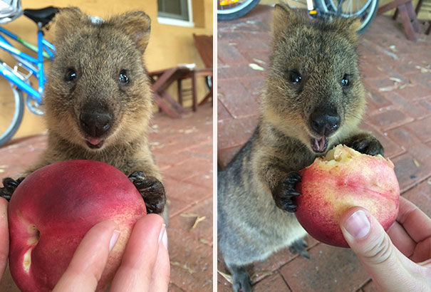 Quokka joyfully eating a peach, showcasing their playful nature on a sunny day.