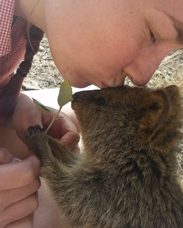 Person gently kissing a quokka on the nose, highlighting the animal's friendly demeanor.