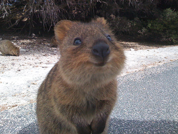 Close-up of a smiling quokka on a sunny day, highlighting why they're known as the happiest animals in the world.