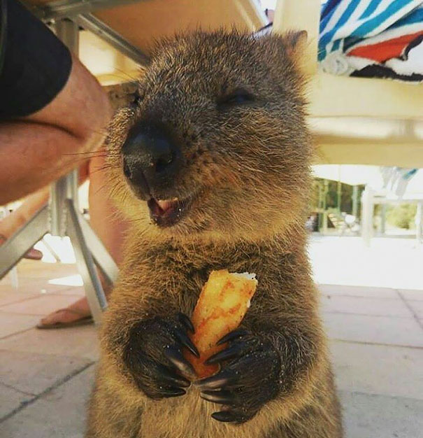 Quokka smiling with eyes closed, holding a snack, showing joy and cuteness.