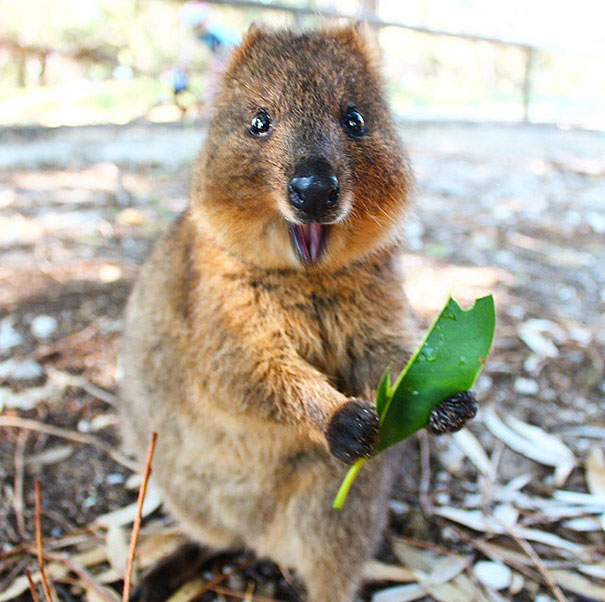 A cheerful quokka holding a green leaf, showcasing why they are the happiest animals.