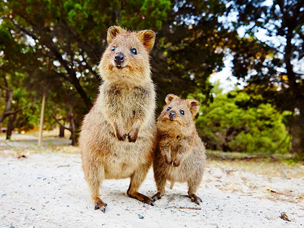 Two smiling quokkas standing on a sandy path, capturing their reputation as the happiest animals.