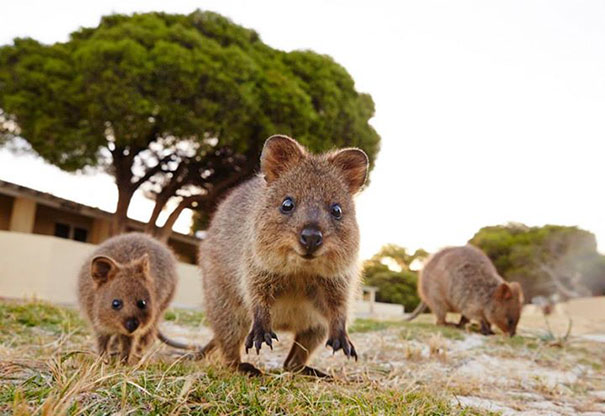 Quokkas in their natural habitat, showcasing their happy expressions, with trees and a clear sky in the background.