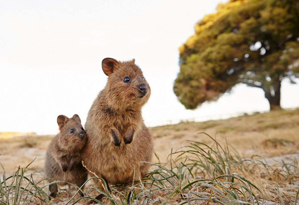 Quokkas in their natural habitat, sitting on grass and looking content under a tree.