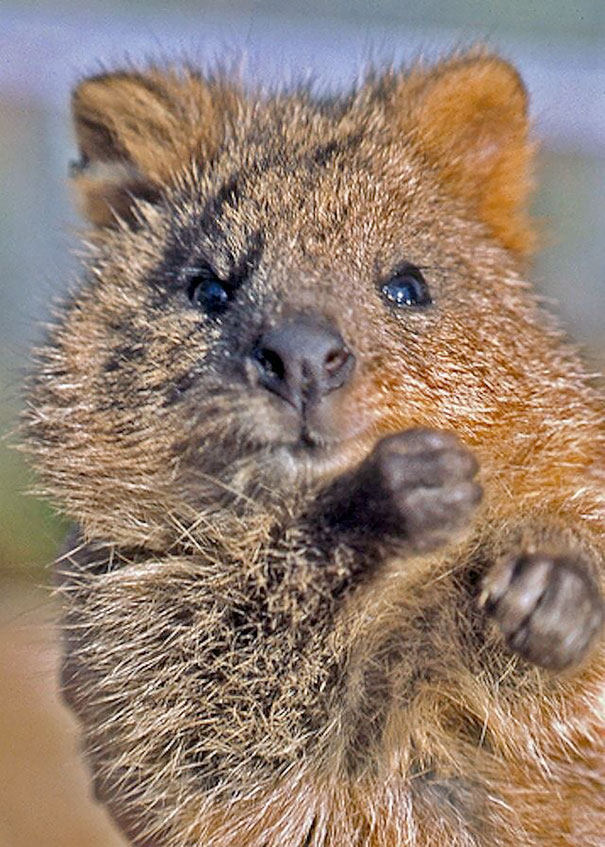 Close-up of a quokka with a joyful expression, capturing the charm of the happiest animals in the world.