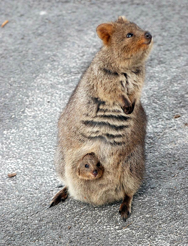 Quokka parent standing upright with a joey peeking out from its pouch on a textured surface, illustrating their happy nature.