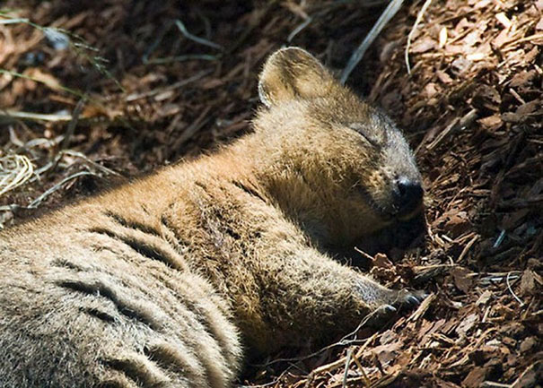 A quokka resting peacefully on a bed of leaves, basking in sunlight.