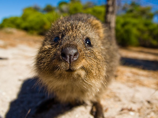 Wanna Boop That Snoot