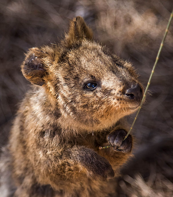 Friendly Quokka