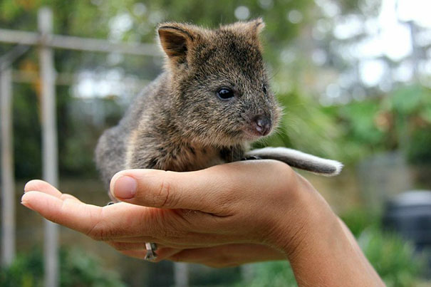 Baby Quokka