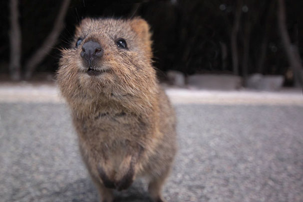 Quokka smiling on a path, showcasing its reputation as one of the happiest animals.