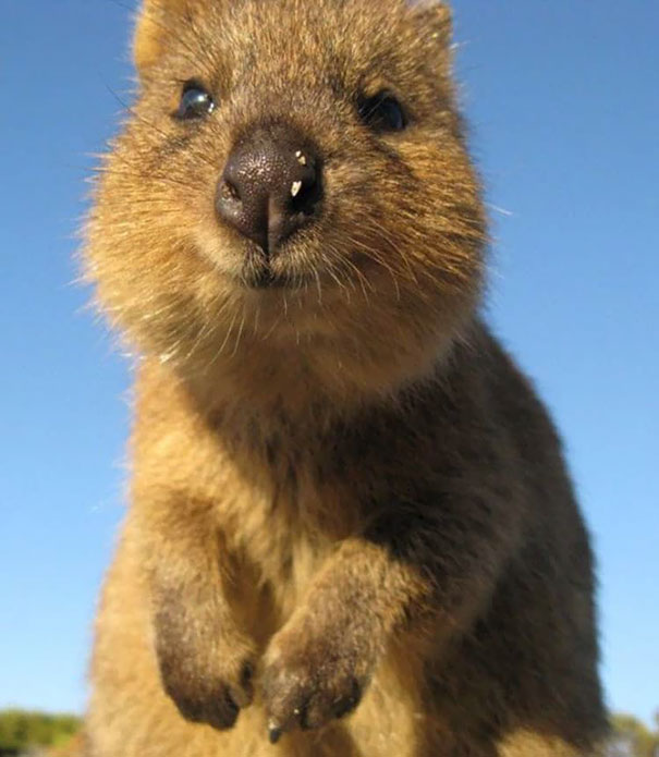 Close-up of a quokka smiling under a clear blue sky.