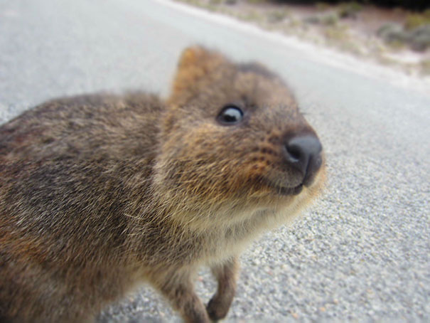 Curious Fellow