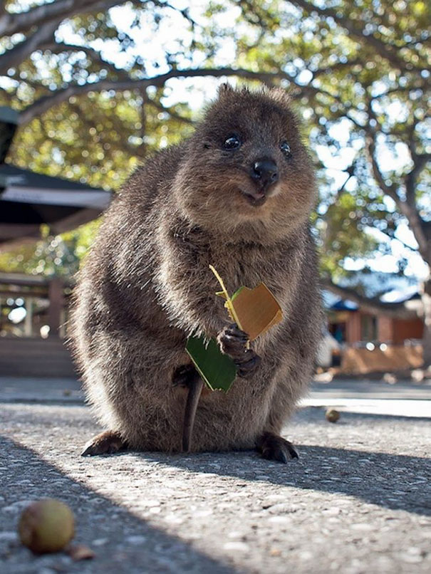 Chubby Quokka