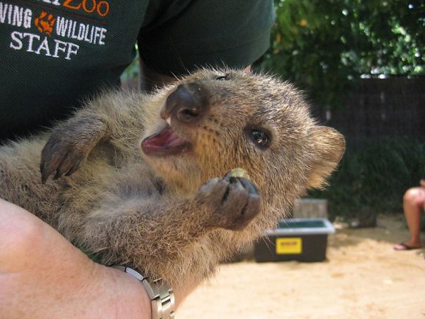 quokka-58c9671a5f897.jpg