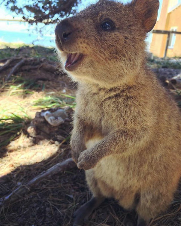 Smiling quokka standing on hind legs in a sunlit outdoor setting.