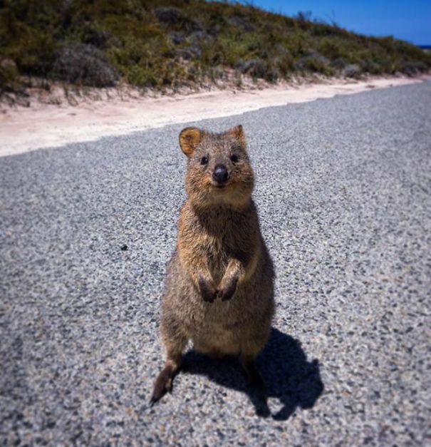 Happy Quokka standing on a road with a natural background and sunshine.