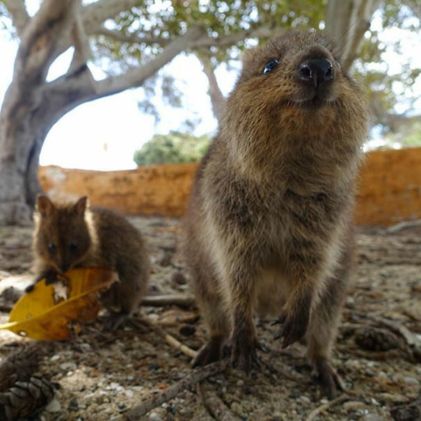 A smiling quokka on a sunny day in a natural setting with a leafy ground.