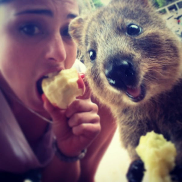 Person and a quokka enjoying apples, showcasing happiness and charm of the world's happiest animals.