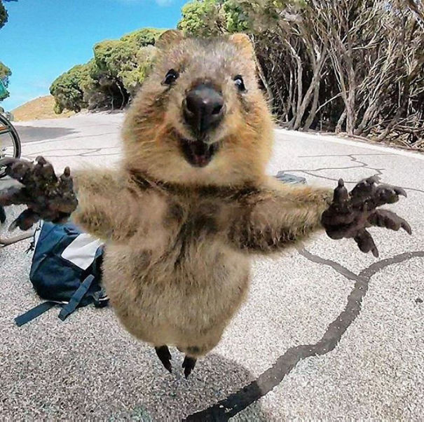 A joyful quokka on a sunny road, arms outstretched, embodying happiness in nature.