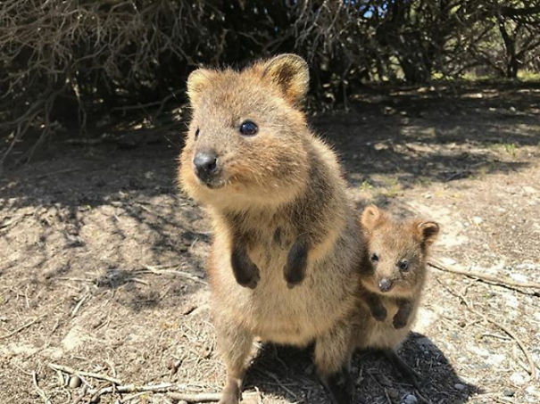 Quokka with a baby standing on a sunny path, showcasing their happy appearance in the wild.