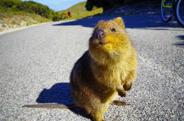 A quokka on a sunlit road, showcasing their renowned happy expression.