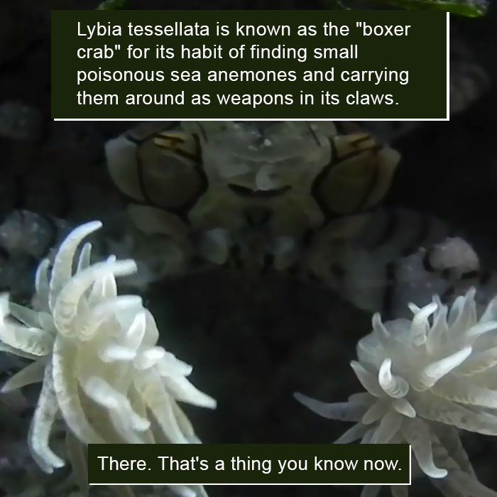 Boxer Crab Facts