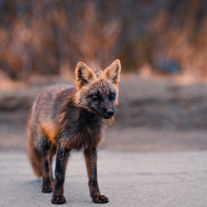 Guy Earns The Trust Of A Black And Orange Fox, Shares 20 Stunning Pics