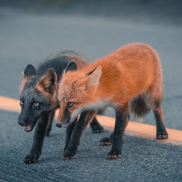 Guy Earns The Trust Of A Black And Orange Fox, Shares 20 Stunning Pics