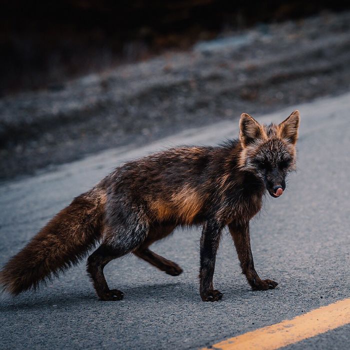 Guy Earns The Trust Of A Black And Orange Fox, Shares 20 Stunning Pics