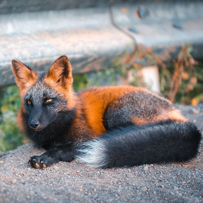 Guy Earns The Trust Of A Black And Orange Fox, Shares 20 Stunning Pics