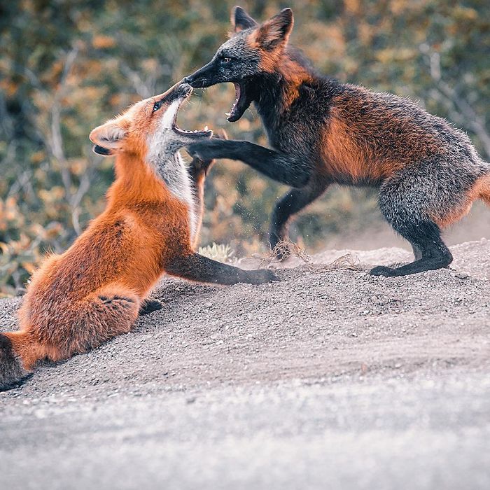 Guy Earns The Trust Of A Black And Orange Fox, Shares 20 Stunning Pics