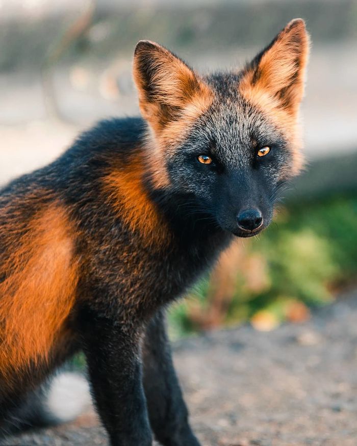 Guy Earns The Trust Of A Black And Orange Fox, Shares 20 Stunning Pics