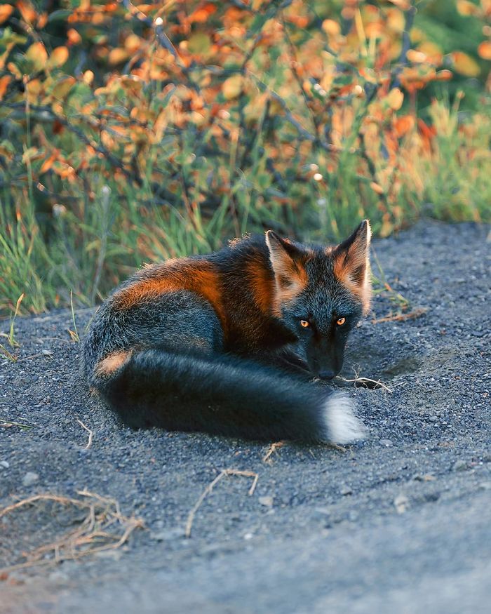 Guy Earns The Trust Of A Black And Orange Fox, Shares 20 Stunning Pics