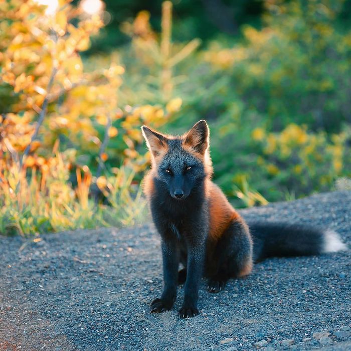 Guy Earns The Trust Of A Black And Orange Fox, Shares 20 Stunning Pics