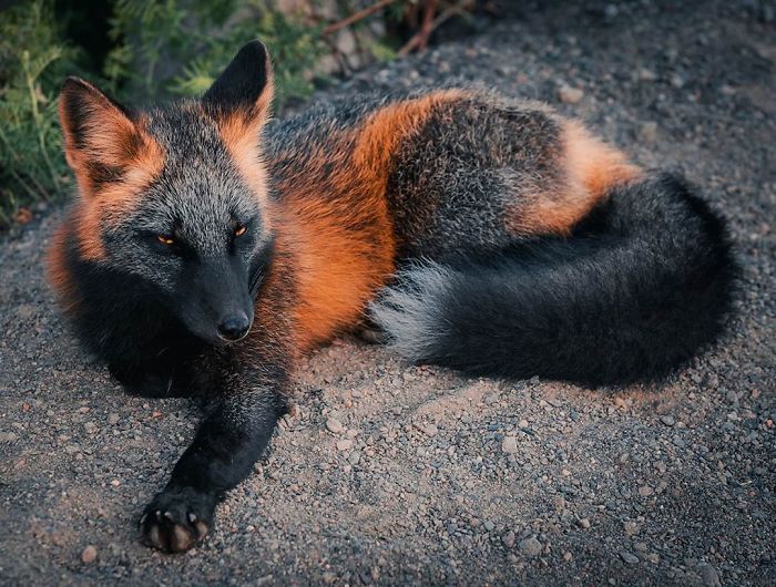 Guy Earns The Trust Of A Black And Orange Fox, Shares 20 Stunning Pics