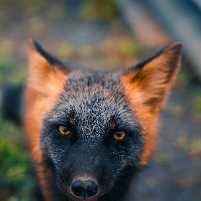 Guy Earns The Trust Of A Black And Orange Fox, Shares 20 Stunning Pics