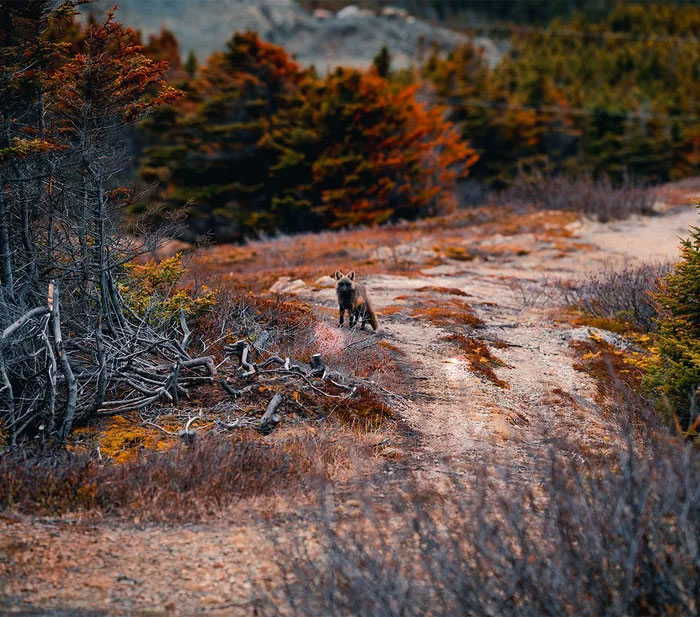 Guy Earns The Trust Of A Black And Orange Fox, Shares 20 Stunning Pics