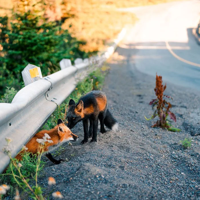 Guy Earns The Trust Of A Black And Orange Fox, Shares 20 Stunning Pics