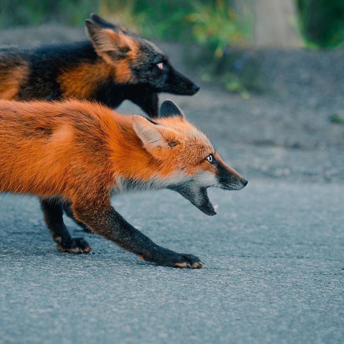 Guy Earns The Trust Of A Black And Orange Fox, Shares 20 Stunning Pics