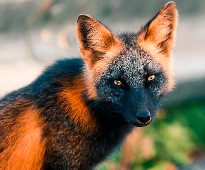 Mozilla Firefox Found: Photographer Captures Pics Of A Majestic Cross Fox That Is Partly Orange, Partly Black