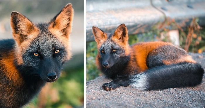 Fox With Partially Melanistic Fur Captures The Internet's Attention (20 Pics)